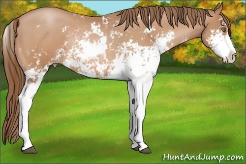 Horse Color:Bay Pearl Sabino Rabicano 