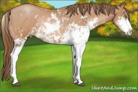 Horse Color:Bay Pearl Sabino Rabicano