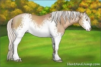 Horse Color:White Spotted Silver Black Pearl Sabino Rabicano