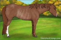Horse Color:Chestnut Rabicano 