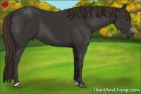 Horse Color:Liver Chestnut Sabino 