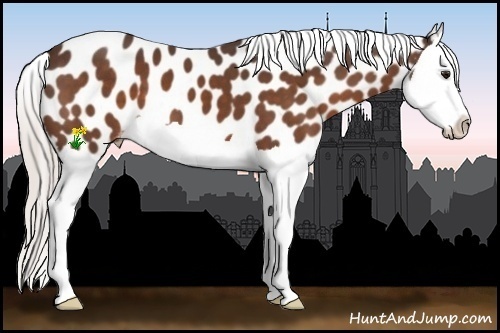 Horse Color:Silver Brown Splash Near Leopard