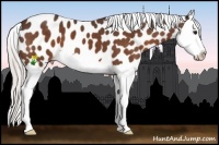Horse Color:Silver Bay Splash Appaloosa 