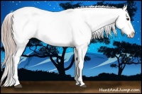 Horse Color:Palomino Roan Onyx Appaloosa