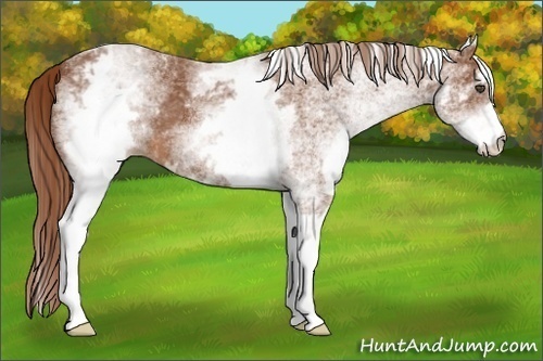 Horse Color:White Spotted Chestnut 