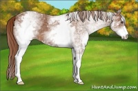 Horse Color:White Spotted Chestnut 