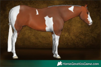 Horse Color:Silver Bay Tobiano