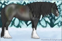 Horse Color:Smoky Black 