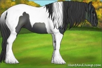 Horse Color:Black Tobiano 