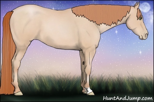 Horse Color:Buckskin Pearl 