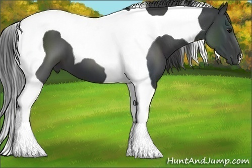 Horse Color:Black Tobiano 