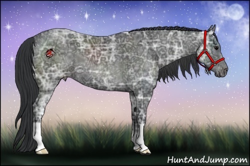 Horse Color:Black Ice 