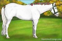 Horse Color:Perlino Varnish