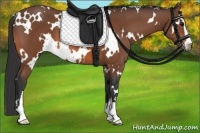 Horse Color:White Spotted Bay Sabino 