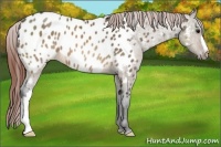 Horse Color:Brown Dun Appaloosa 