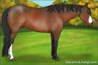 Horse Color:Brown 