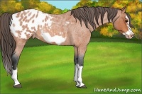 Horse Color:Bay Roan Splash Frame Appaloosa 