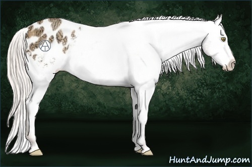 Horse Color:Silver Amber Champagne Ice Appaloosa Rabicano 