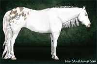 Horse Color:Silver Amber Champagne Ice Appaloosa Rabicano