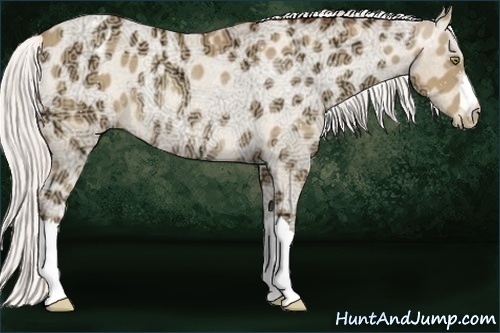 Horse Color:Silver Amber Champagne Ice Appaloosa Rabicano 