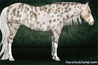 Horse Color:Silver Amber Champagne Ice Appaloosa Rabicano 