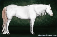 Horse Color:Sable Champagne Appaloosa and Sable Champagne Appaloosa