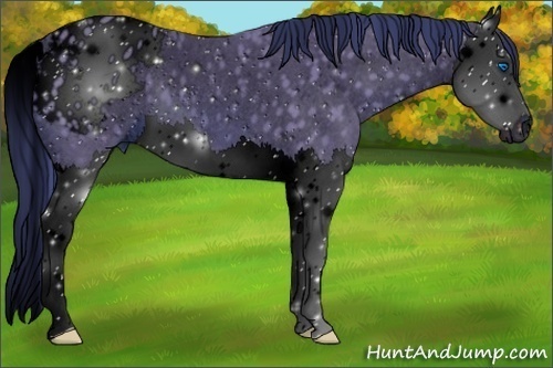 Horse Color:ERROR: UNKNOWN ANOMALY