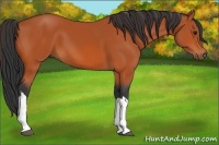 Horse Color:Bay 