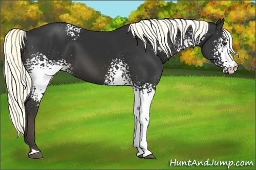 Horse Color:White Spotted Liver Chestnut 