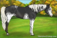 Horse Color:White Spotted Liver Chestnut