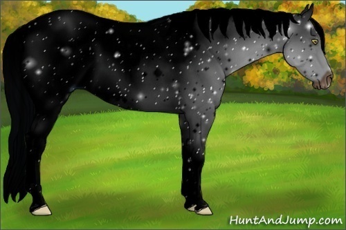 Horse Color:ERROR: UNKNOWN ANOMALY