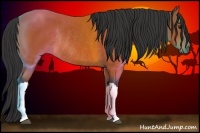 Horse Color:Bay Rabicano