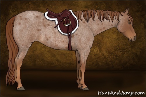 Horse Color:Red Roan