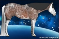 Horse Color:Bay Ice Splash 