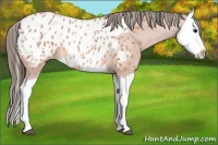 Horse Color:Bay Roan Splash Appaloosa 