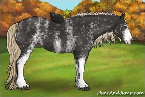 Horse Color:White Spotted Liver Chestnut 
