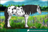 Horse Color:White Spotted Liver Chestnut Appaloosa 