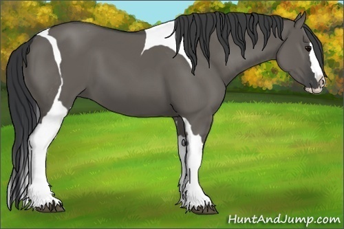 Horse Color:Grullo Splash Tobiano 