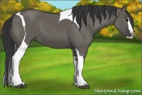Horse Color:Grullo Splash Tobiano