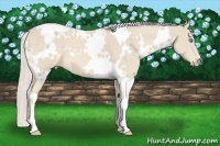 Horse Color:White Spotted Cremello 