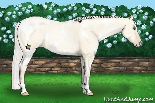 Horse Color:White Spotted Gold Cream Champagne Pearl Dun