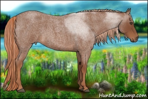 Horse Color:Red Roan 