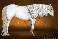 Horse Color:Chestnut Appaloosa