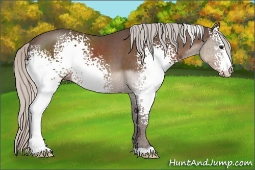 Horse Color:White Spotted Silver Black 