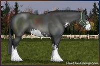 Horse Color:Black Sabino 