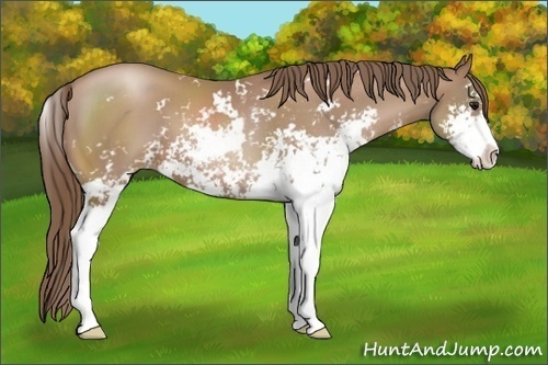 Horse Color:Black Pearl Sabino 
