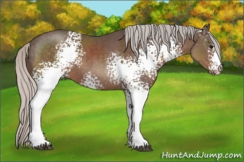 Horse Color:White Spotted Silver Black Sabino 