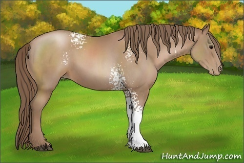 Horse Color:White Spotted Black Pearl 
