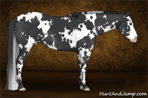 Horse Color:White Spotted Black Splash Frame 