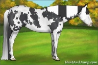 Horse Color:White Spotted Blue Roan Splash